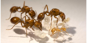 Ant Pest Control