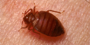 Bedbug Pest Control
